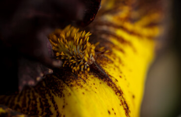 Brown  and Yellow Iris Flower