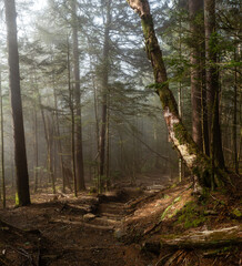 Foggy Morning Mountain Forest Trail with Evergreen Trees