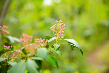 Pink Mountain Laurel Buds in Sunny Spring Forest