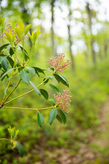 Budding Pink Mountain Laurel Plant in Spring Forest