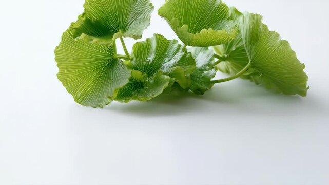 Close-up of a cluster of vibrant green gotu kola leaves against a seamless white background with studio lighting.