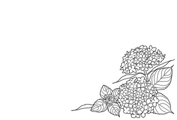 アジサイの線画イラストフレーム(横長)