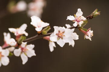 Cherry blossom in spring, close-up, macro photography