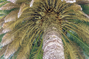 Looking up at an Eastern Barn Owl (Tyto javanica) roosting on a palm tree. The typical white heart shaped facial disc making it one of the  most beautiful owls in Australia.