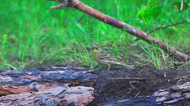 Yellowhammer (Emberiza citrinella).  A bird jumping on the ground in a forest. Slow motion.