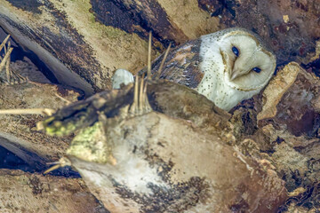 Close-up portrait of an Eastern Barn Owl (Tyto javanica) roosting on a palm tree and looking straight at the camera. The typical white heart shaped face disc making it one of the most beautiful owls.