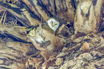 An Eastern Barn Owl (Tyto javanica) roosting on a palm tree, sleeping in daytime. The typical white heart shaped facial disc making it one of the  most beautiful owls in Australia. 