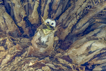 Peekaboo of an Eastern Barn Owl (Tyto javanica) roosting on a palm tree. The typical white heart shaped facial disc making it one of the  most beautiful owls in Australia. This is a cosmopolitan owl.