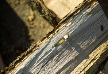 A woodworm larva rests on the rough, sunlit surface of a piece of lumber with textured grain.