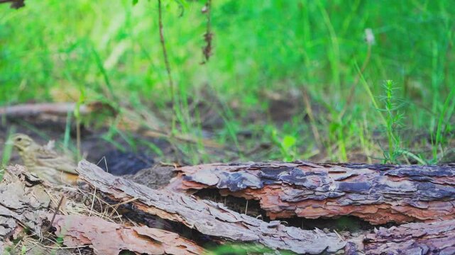 Yellowhammer (Emberiza citrinella).  A bird jumping on the ground in a forest. Slow motion.