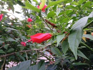 Hibiscus rosa-sinensis. This is a tropical evergreen plant with pink flowers and green leaves during the sunny day.