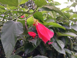 Hibiscus rosa-sinensis. This is a tropical evergreen plant with pink flowers and green leaves during the sunny day.
