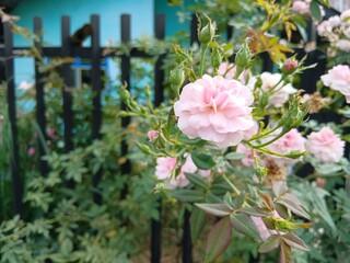 Sweden. Rosa 'Bonica 82', (aka MEIdomonac), is a shrub rose cultivar, bred by Marie-Louise Meilland in France in 1982. The cultivar was named an All-America Rose Selections winner in 1987.