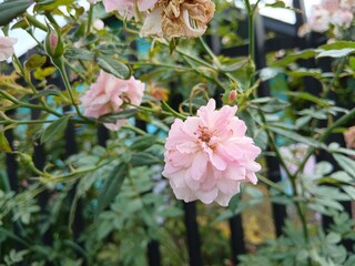 Sweden. Rosa 'Bonica 82', (aka MEIdomonac), is a shrub rose cultivar, bred by Marie-Louise Meilland in France in 1982. The cultivar was named an All-America Rose Selections winner in 1987.