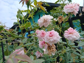 Sweden. Rosa 'Bonica 82', (aka MEIdomonac), is a shrub rose cultivar, bred by Marie-Louise Meilland...