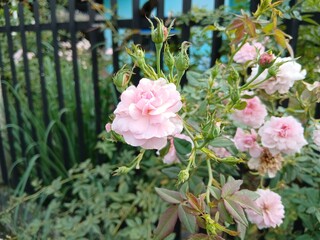 Sweden. Rosa 'Bonica 82', (aka MEIdomonac), is a shrub rose cultivar, bred by Marie-Louise Meilland in France in 1982. The cultivar was named an All-America Rose Selections winner in 1987.