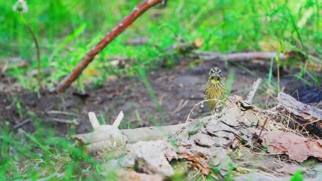 Yellowhammer (Emberiza citrinella).  A bird jumping on the ground in a forest. Slow motion.