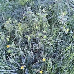 fresh green grass