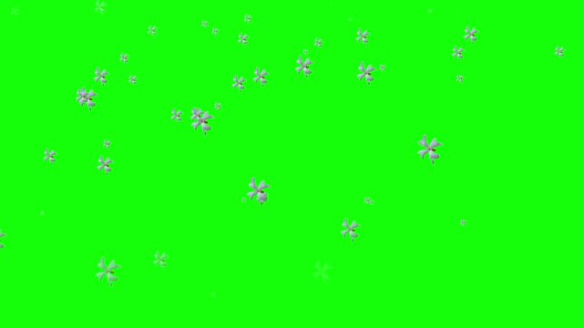 Sewali flower or night jasmine or coral jasmine falling animation in green screen
