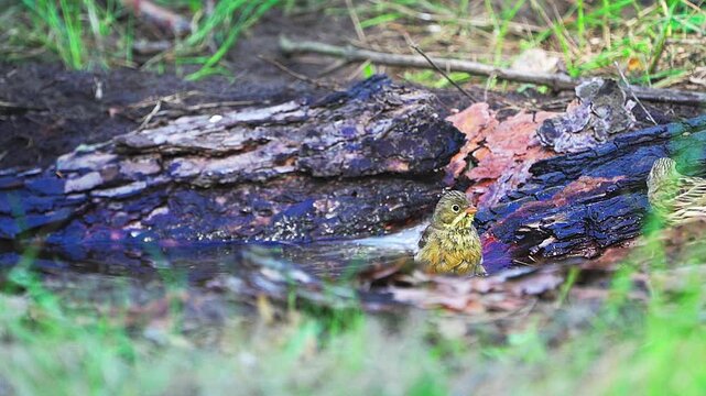 A close-up of an Ortolan Bunting (Emberiza hortulana). The bird splashes in the water in the forest.  Slow motion