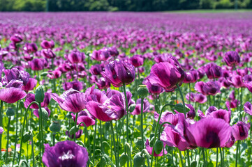 Fototapeta premium Flowering purple poppy seed flowers (Papaver somniferum). Agricultural field of opium poppy or breadseed poppy.