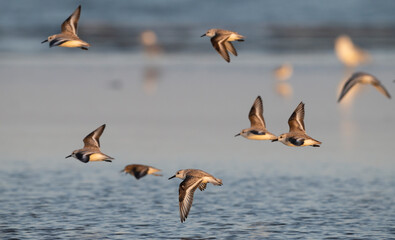 Sanderlings (Calidris alba) flying over ocean, wings are in various wing positions, showcasing the dynamic motion
