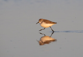 Sanderling (Calidris alba) in winter plumage with mirror reflection in water at sunset hours, Galveston, Texas, USA