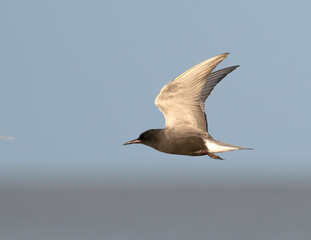 The black tern (Chlidonias niger) flying in the blue sky, Galveston, Texas, USA