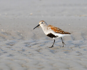 Dunlin (Calidris alpina) strolling through the beach in a search of food, Galveston, Texas, USA