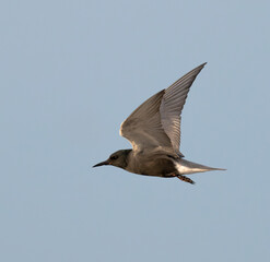 The black tern (Chlidonias niger) flying in the blue sky, Galveston, Texas, USA