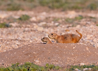 Adult and young prairie dogs in alert, Lubbock, Texas, USA