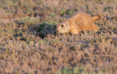 Black-tailed prairie dogs, Cynomys ludovicianus at Mackenzie Main City Park, Lubbock, Texas