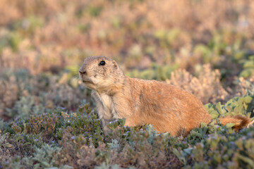 Black-tailed prairie dogs, Cynomys ludovicianus at Mackenzie Main City Park, Lubbock, Texas