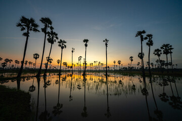 Many palm trees with evening sunlight
