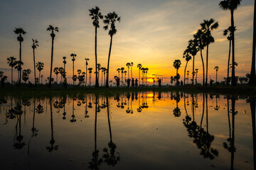 Many palm trees with evening sunlight