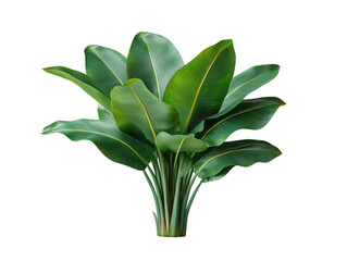 A large green plant with a yellow stem