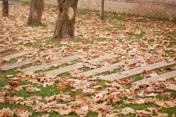 Colorful autumn leaves cover wooden planks in a park
