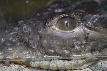 Close view of crocodile eye highlighting unique features
