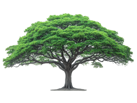 A large tree with green leaves is the main focus of the image