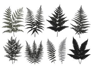 Fototapeta premium A set of leafy plants in various sizes and shapes