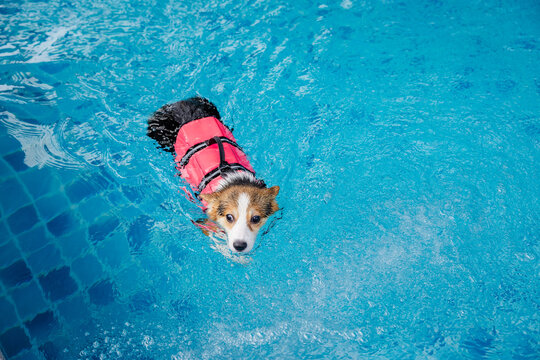 Joyful Corgi in Swimwear Splashing in Pool &mdash; Fun Summer Day with Dog Family