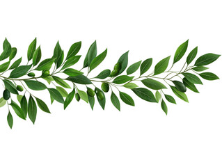A green leafy vine with olive leaves