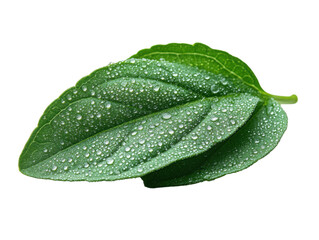 A leaf with water droplets on it