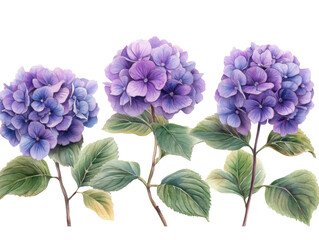 Three purple flowers are painted on a white background