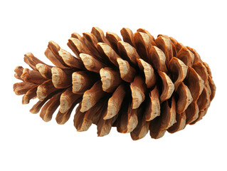 A pine cone is shown in its natural form, with its brown