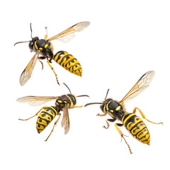 Flying Yellow Wasps