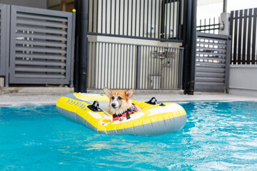 Joyful Corgi in Swimwear Splashing in Pool — Fun Summer Day with Dog Family