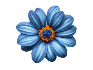 A blue flower with orange center