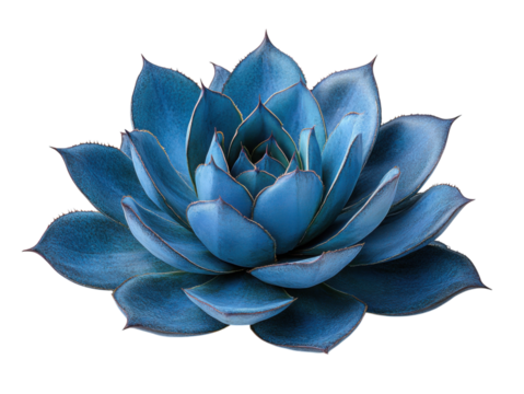 A blue flower with a white background