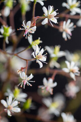 White and Blue and Yellow Iris Flower